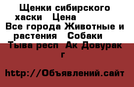 Щенки сибирского хаски › Цена ­ 12 000 - Все города Животные и растения » Собаки   . Тыва респ.,Ак-Довурак г.